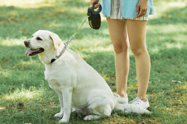 Dog on lead