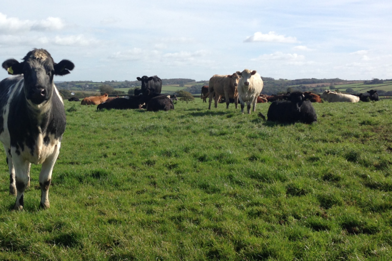 Cows in a field