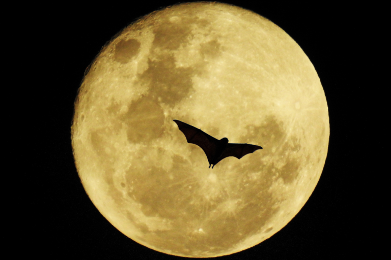 Bat in front of moon
