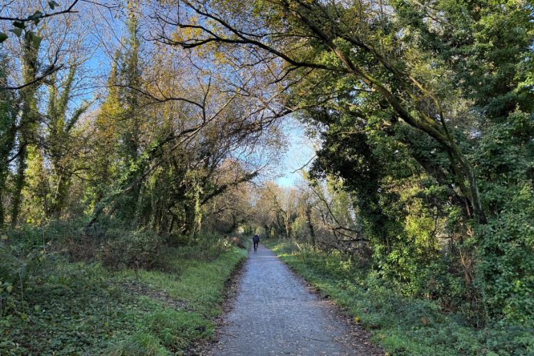 Anchor wood