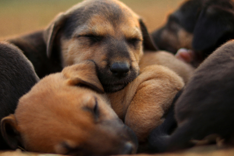 Puppies