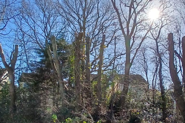 Damaged trees at Whiddon Valley