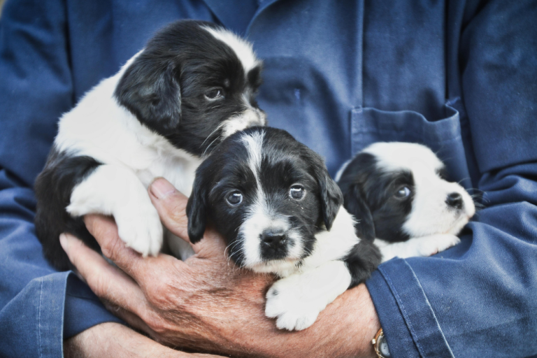 Puppies