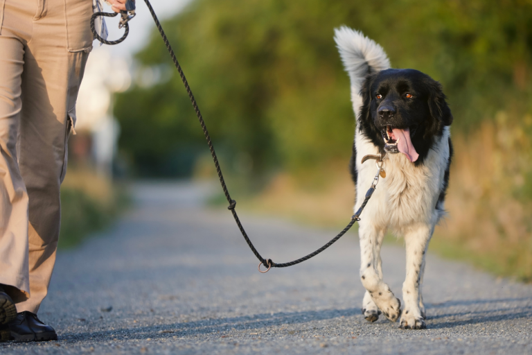 Dog on lead