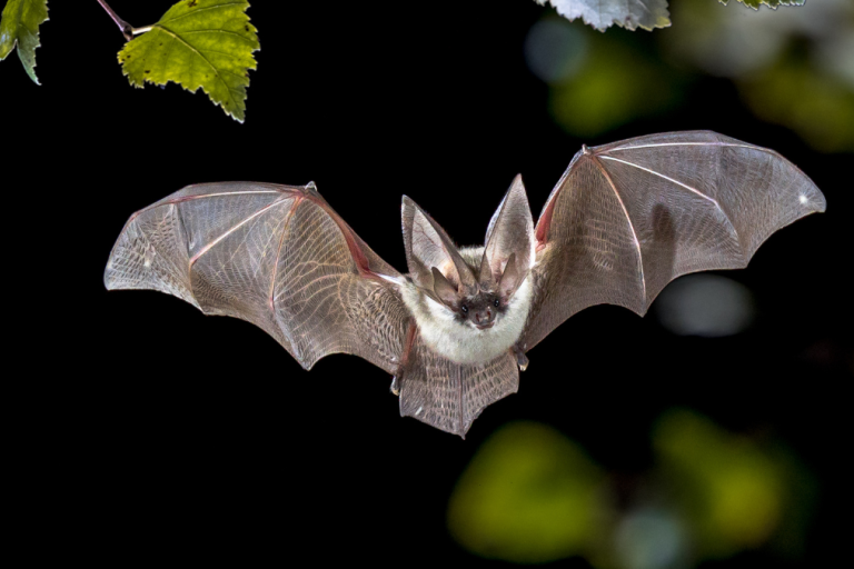 Flying bat